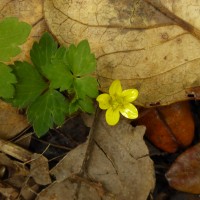 Ranunculus wallichianus Wight & Arn.